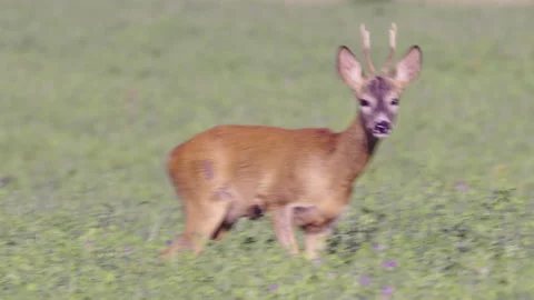 Young roe deer buck 스톡 동영상 332641296