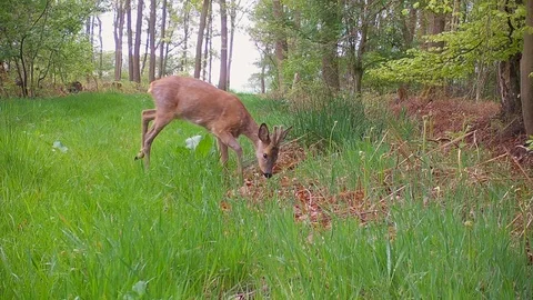 Young roe deer buck grazing in grassy forest path. Stock Footage 89133747