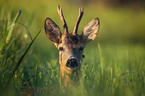 Young roe deer buck lying on a meadow and looking to the camera Stock Photos