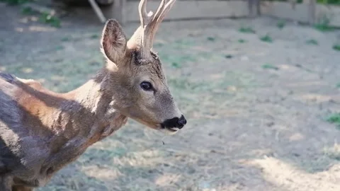 Young roe deer buck standing in a zoo enclosure Stock Footage 337032940