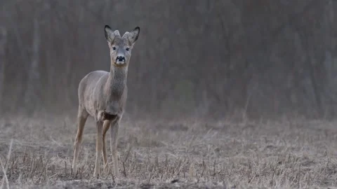 Young roe deer buck stands alert at dusk Stock Footage 331850379