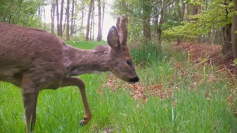 Young roe deer buck walking in grassy forest path near trailcam. Stock Footage 89133755