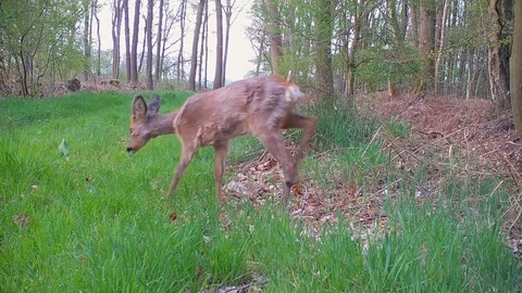 Young roe deer buck walking in grassy forest path. Stock Footage 89133756