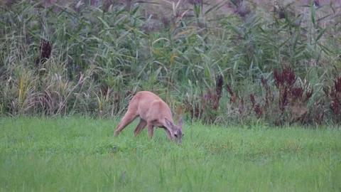 Young roe deer busy eating, 4K slomo Stock Footage 169785743