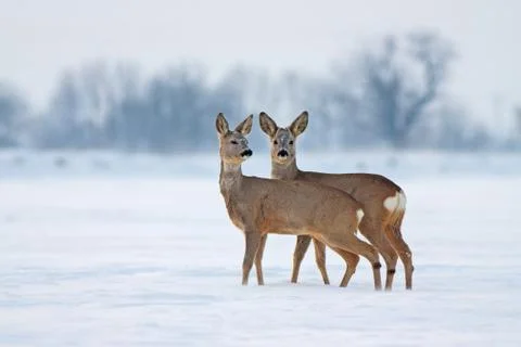 Young roe deer in cold winter interacting Stock Photos