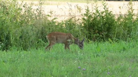 Young Roe deer eating grass and running away Stock Footage 208946652