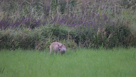 Young roe deer eats grass, 4K slomo Stock Footage 169785870