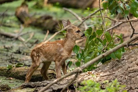 Young roe deer eats leaves from a tree in a wood Stock Photos