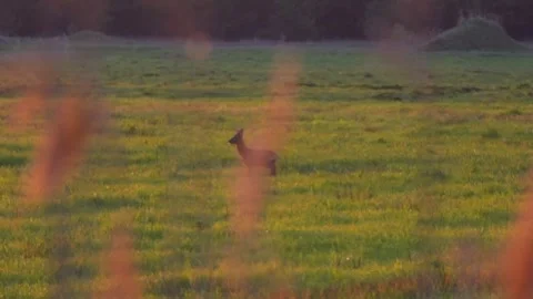 A young roe deer in a field at dawn. A beautiful roe deer in the wild. Stock Footage 338119868