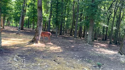 Young roe deer in the forest Stock-Footage 252082676