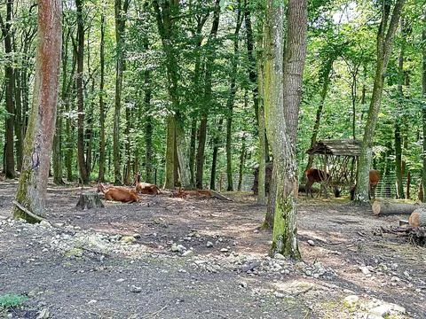 Young roe deer in the forest Stock Photos