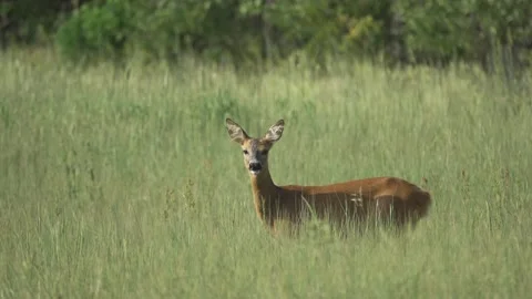 A young roe deer grazes in a meadow, 4K Stock Footage 221238539