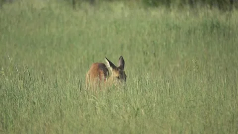 A young roe deer grazes in a meadow, 4K Stock Footage 221239035