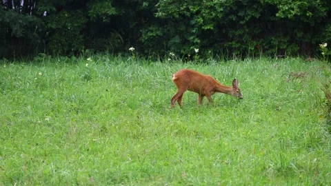 Young roe deer grazing and walking through green grass Stock Footage 341973666