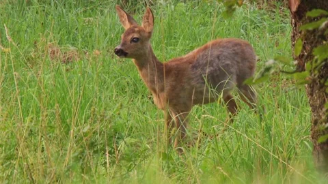 Young roe deer grooming itself in grass in summer Stock Footage 315162992