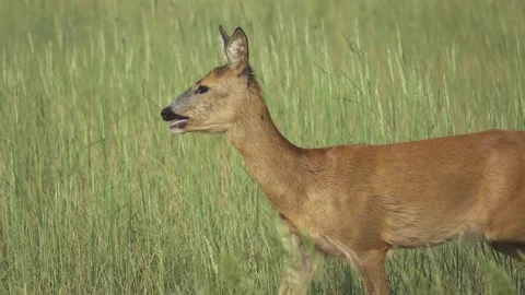 Young roe deer on a hot day, 4K Stock Footage 221239236
