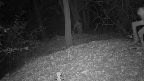 Young roe deer looks at something in the woods at night Stock Footage 267589325