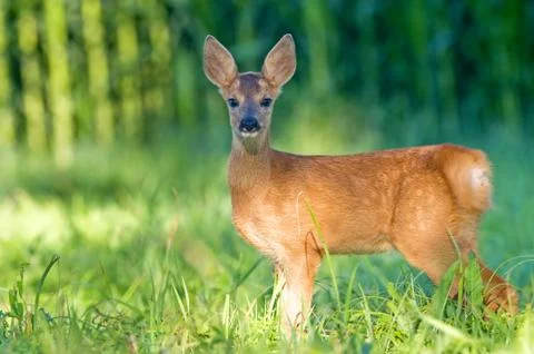 Young roe deer Stock Photos