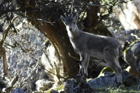 Young roe deer Fotos de archivo