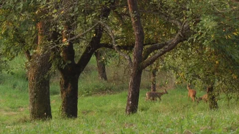 Young roe deer returning to mother in meadow Stock Footage 315163013