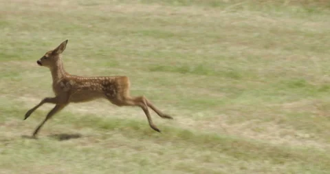 Young roe deer running field, Dorset, UK Video stock 144258608