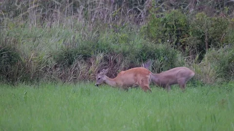 Young roe deer is running on the meadow, 4K slomo Stock Footage 169785822