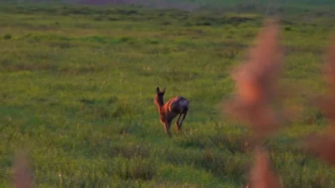 A young roe deer runs across the field, frightened by the noise. Stock Footage 338118919