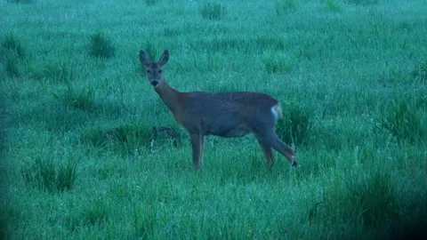 A young roe deer runs across the field, frightened by the noise. Stock Footage 338119439