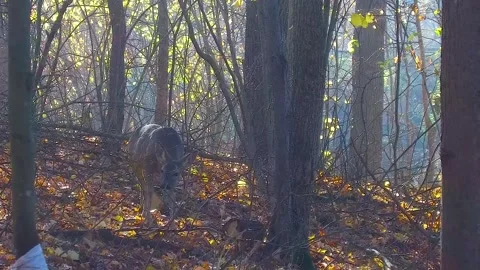 A young roe deer stands in the autumn forest, listens and quickly runs away. Stock Footage 292444523