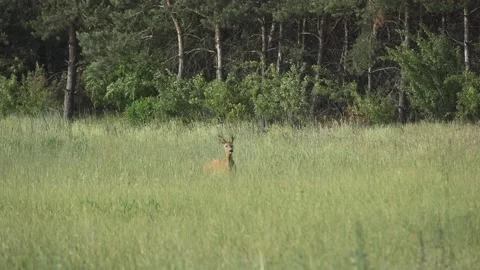 Young roe deer on a summer meadow, 4K Stock Footage 221238497