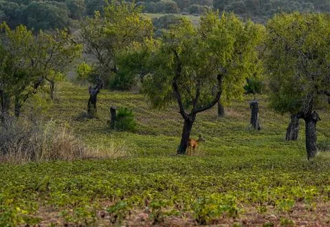 Young roe deer under a tree in a Mediterranean field Photos
