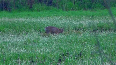 A young roe deer walks across a green field. Stock Footage 338119871