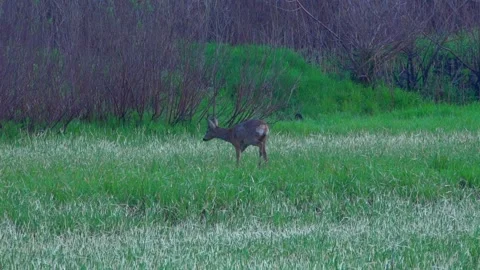 A young roe deer walks across a green field. Stock Footage 338120346