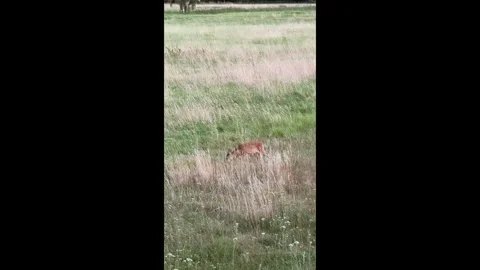A young roe fawn while grazing, nervously securing the surroundings Stock Footage 282709651