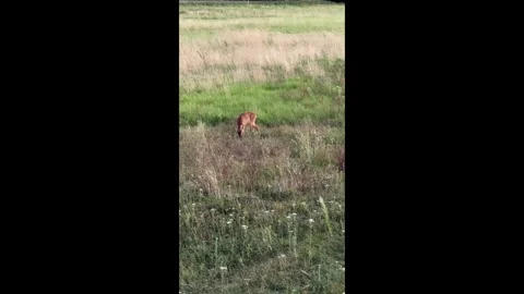 A young roe fawn while grazing, nervously securing the surroundings Stock Footage 282709654