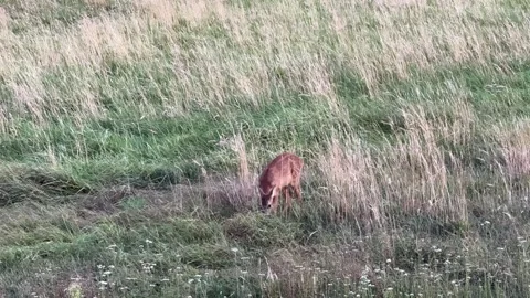 A young roe fawn while grazing, nervously securing the surroundings Vídeos de archivo 282709660