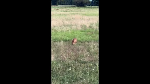 A young roe fawn while grazing, nervously securing the surroundings Stock Footage 282709663