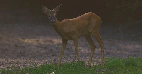 Young roebuck feeding on corn Stock Footage 108655557