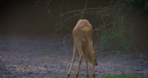 Young roebuck feeding on corn Stock Footage 108656076