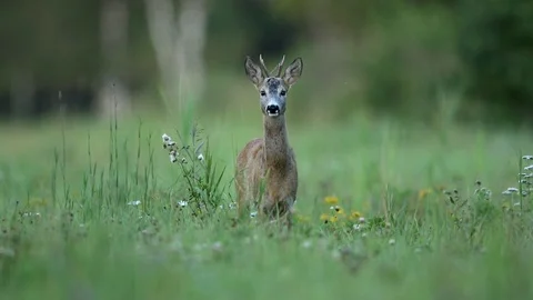 Young roebuck on a meadow Stock Footage 106173494