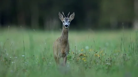 Young roebuck on a meadow Stock Footage 106173515