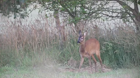 Young roebuck standing in a meadow in front of a hedge in the morning mist Stock Footage 299852536