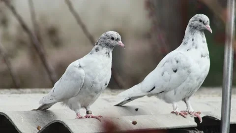 Young roller pigeons of marble color are resting on the roof 스톡 동영상 238559777