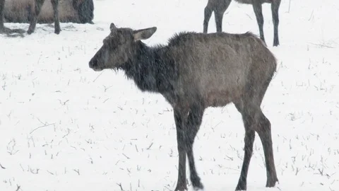 Young Roosevelt elk walking through snowy field. Stock Footage 72322017