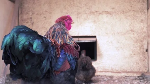 Young rooster of breed Australorp Stock Footage 136321077
