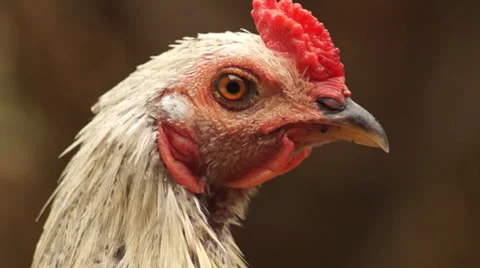 Young Rooster Close Up Stock Footage 35695644