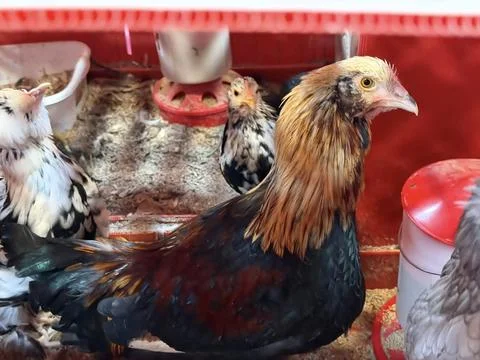 Young Rooster in Farm Brooder Stock Photos