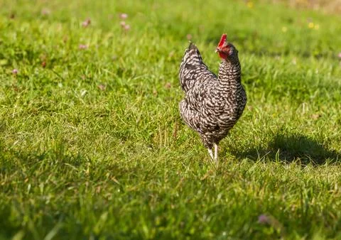Young rooster on a meadow Stock Photos