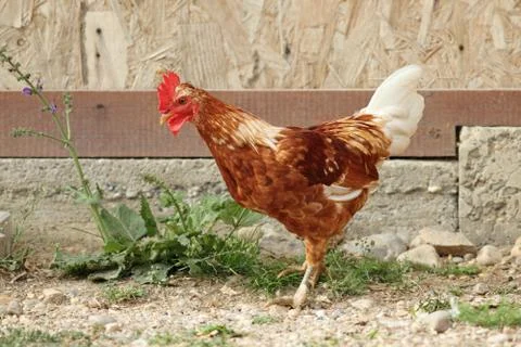 Young rooster Stock Photos