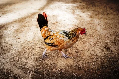 Young Rooster Stock Photos